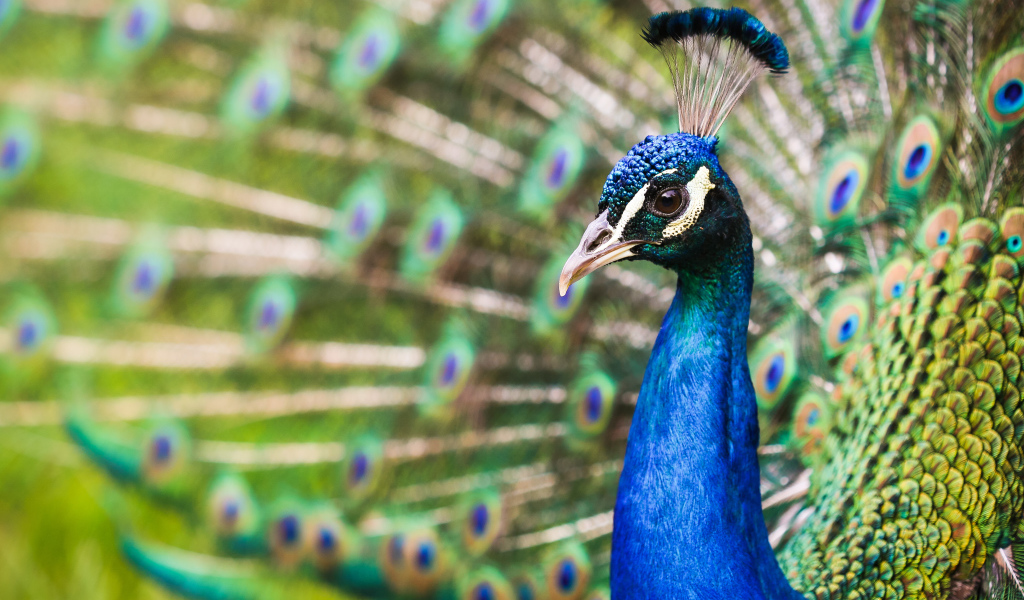 Голова голубого красивого павлина крупным планом