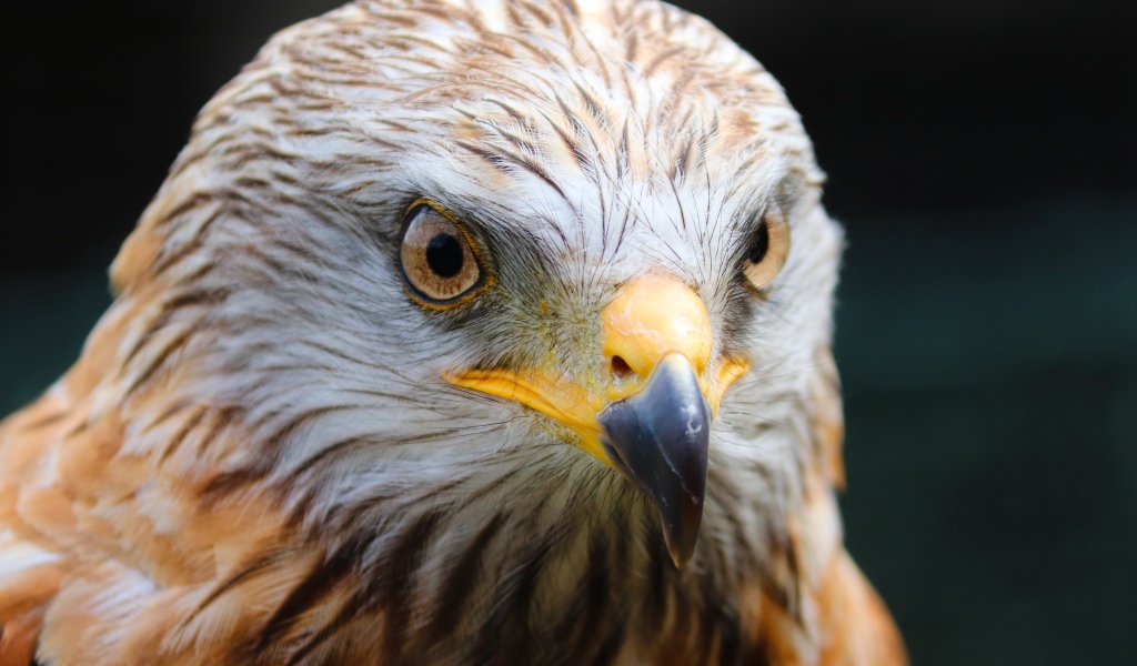 Голова хищного беркута с острым клювом