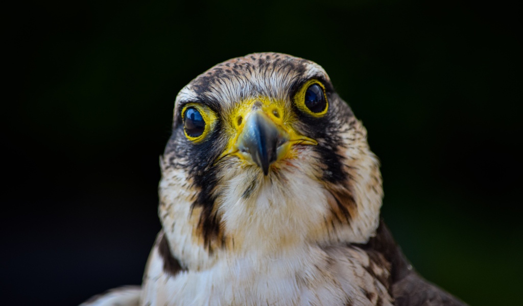 Голова хищного сокола с острым клювом крупным планом