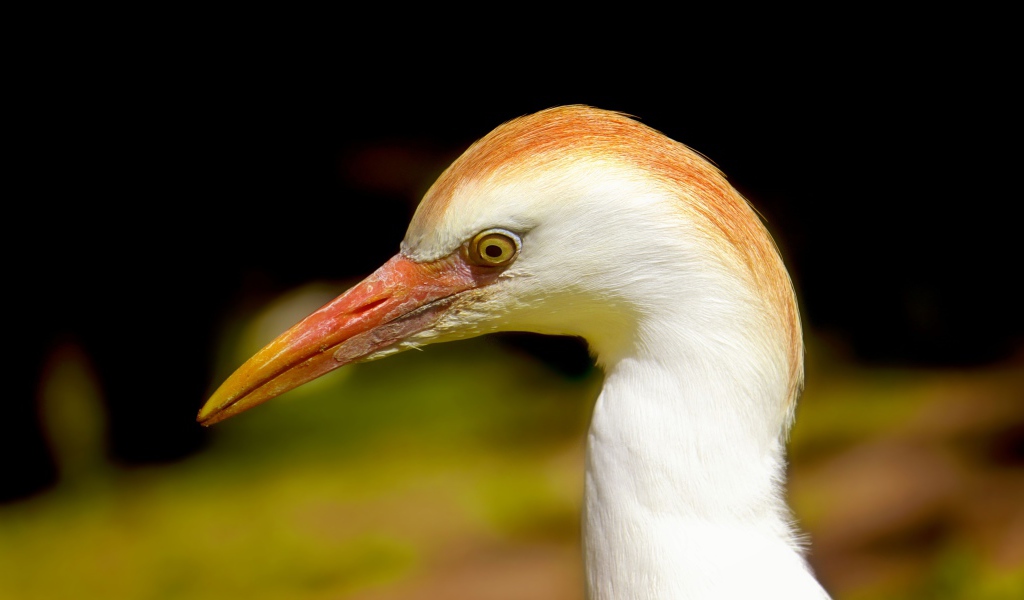 Голова цапли с острым клювом 