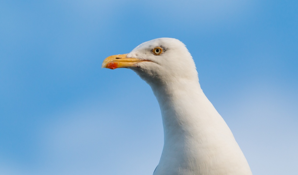Голова белой чайки на фоне голубого неба 