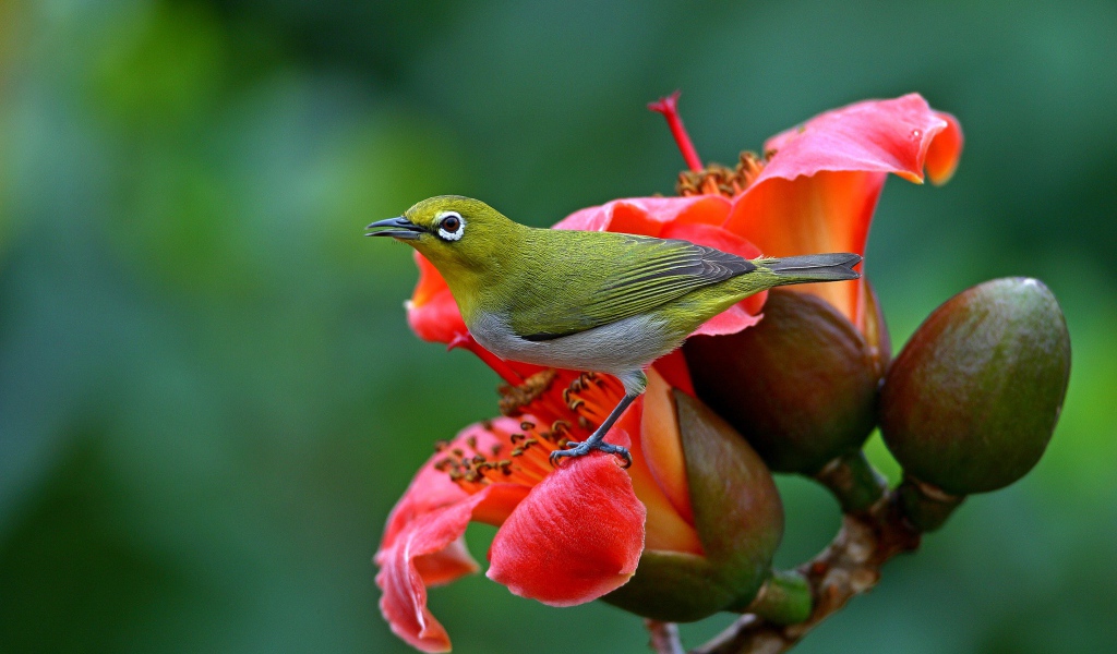 Японская Белоглазка сидит на красном цветке 