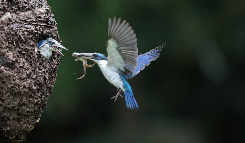 Птица зимородок кормит птенцов в гнезде 