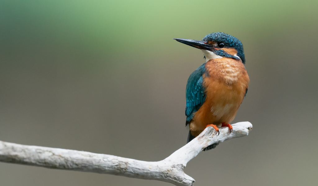 Птица зимородок сидит на ветке 