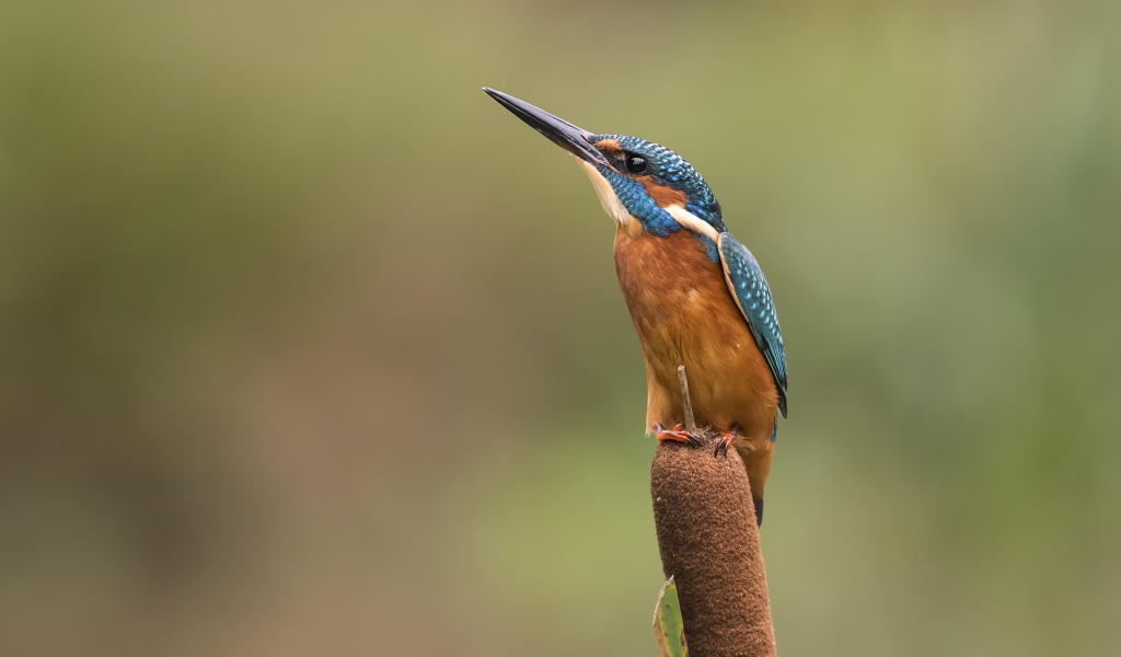 Птица зимородок сидит на камыше
