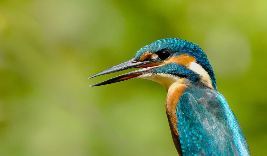 Птица зимородок с открытым клювом на зеленом фоне