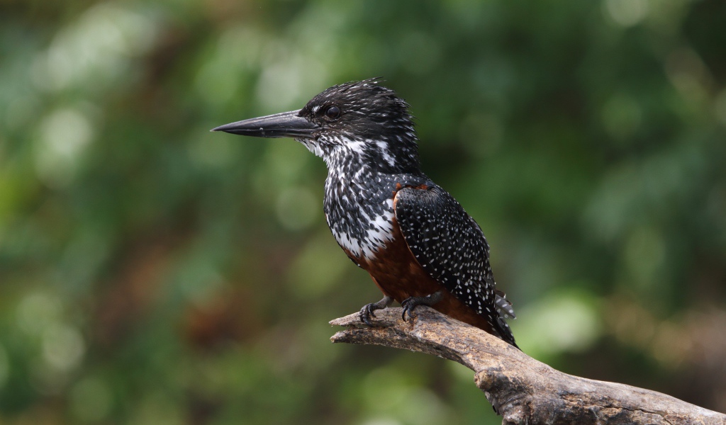 Птица зимородок с острым клювом сидит на ветке 