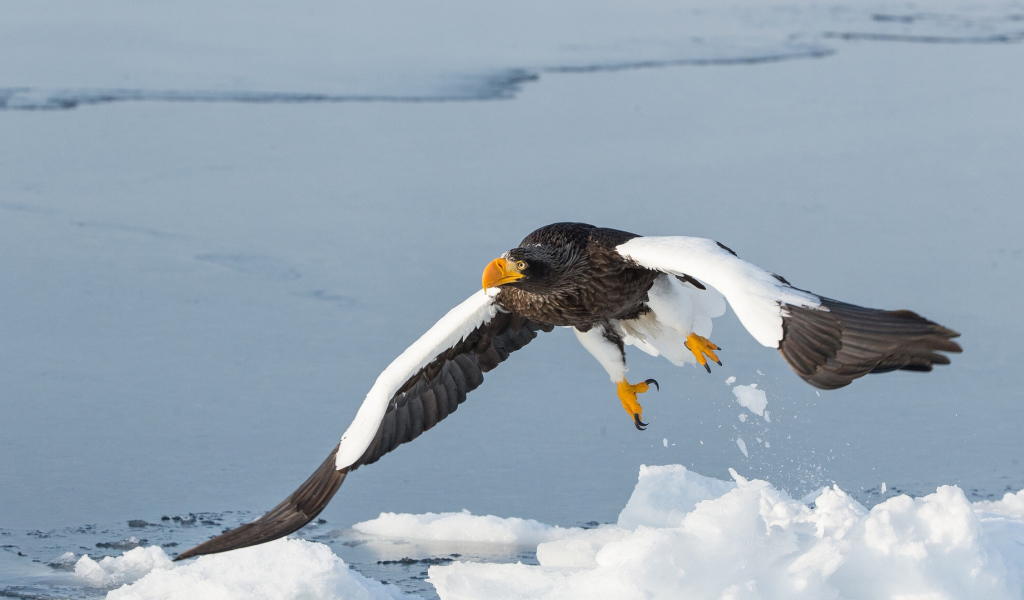 Большая хищная птица над заледеневшей рекой