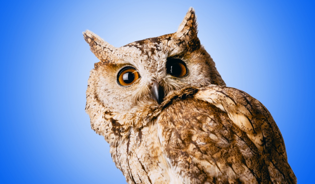 Большая серая сова на голубом фоне