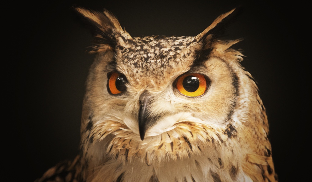 Large owl with yellow eyes and a sharp beak
