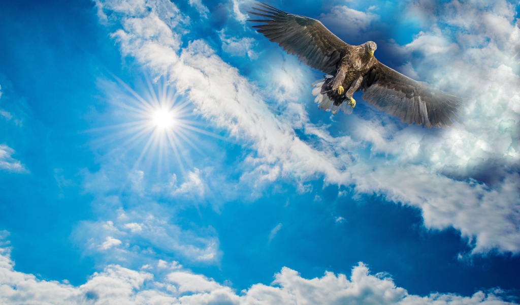 Большой хищный беркут в голубом небе