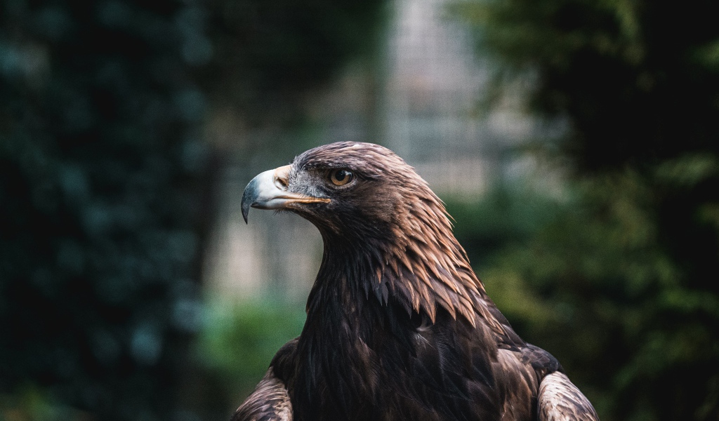 Большой хищный беркут с острым клювом