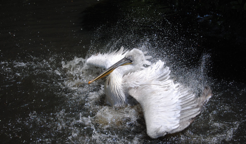 Большой белый пеликан плескается в воде 