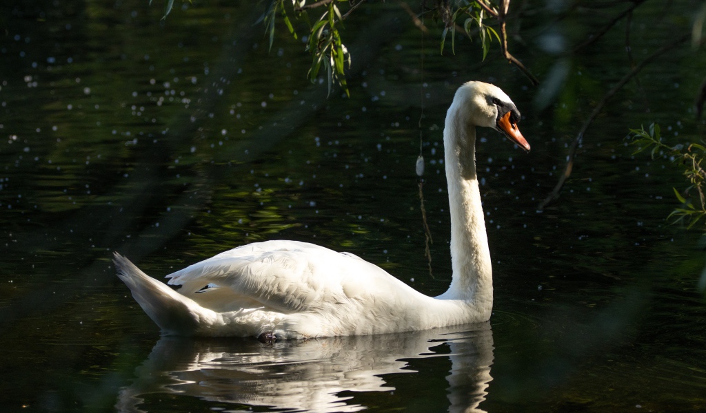 Большой белый лебедь отражается в воде