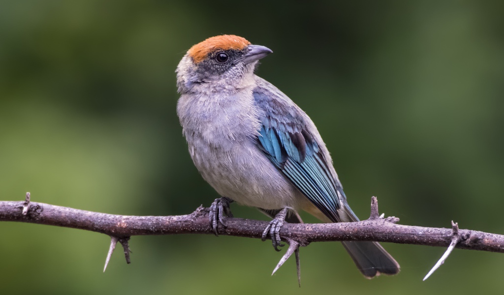 Маленькая птичка сидит на ветке дерева с шипами