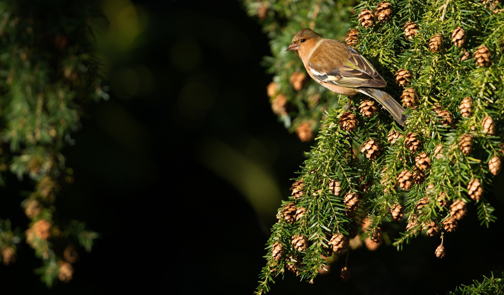 Маленькая птичка сидит на зеленой ветке ели