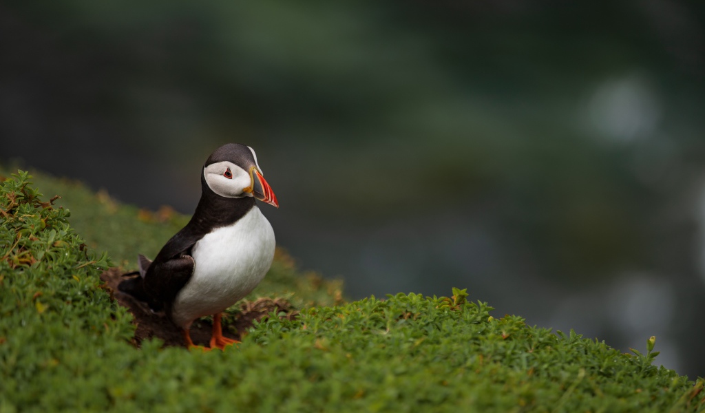 Маленький тупик на зеленой траве