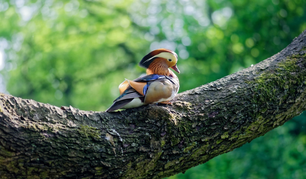 Маленькая уточка мандаринка сидит на дереве