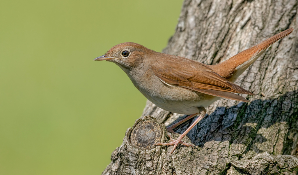 Маленький соловей сидит на дереве 