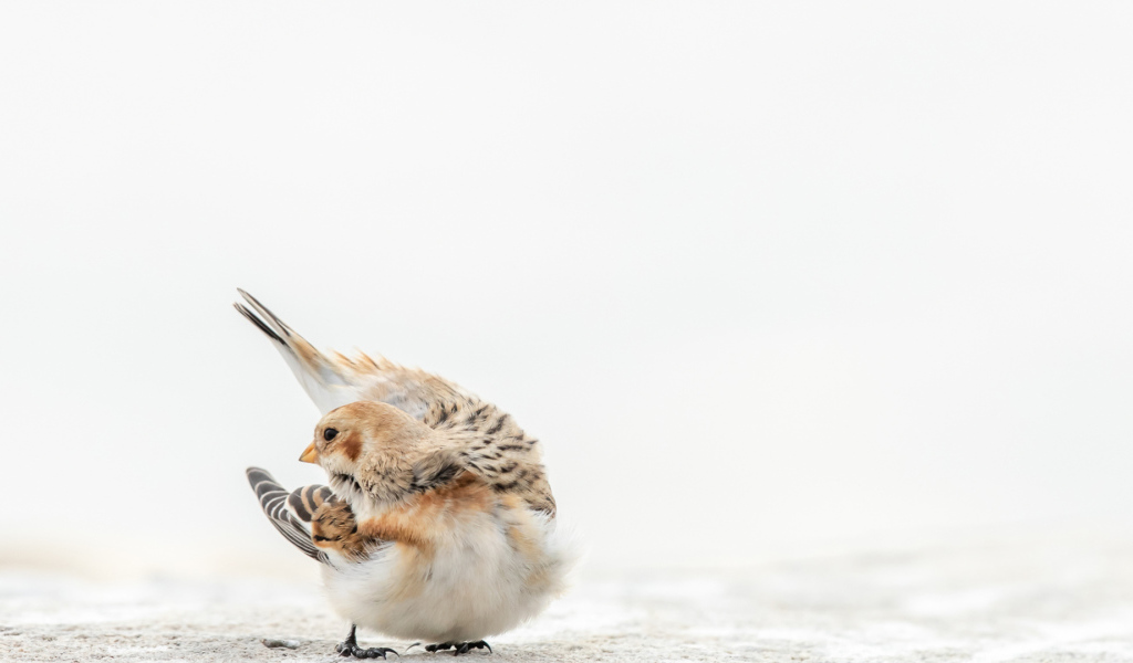 Маленький воробей на белом снегу