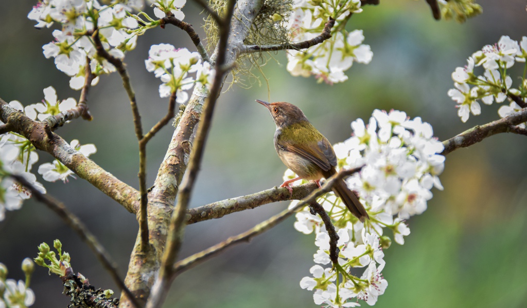 Маленький дрозд сидит на цветущей вишне 