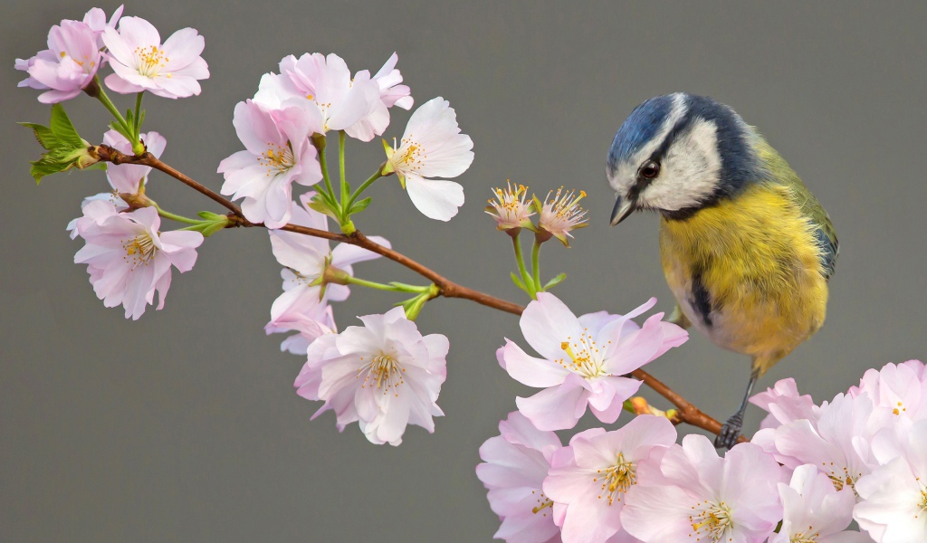 Маленькая синица сидит на ветке с цветами