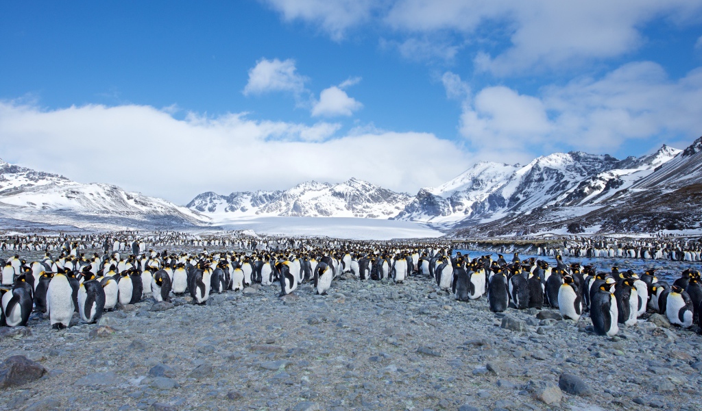 Много пингвинов на берегу на фоне заснеженных гор 