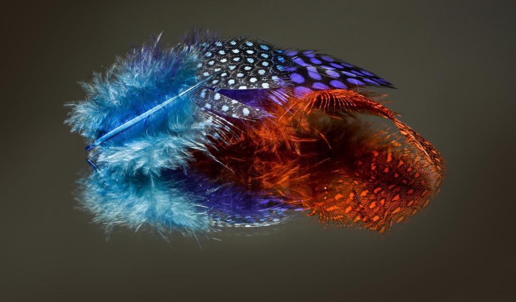 Разноцветные перья на сером фоне