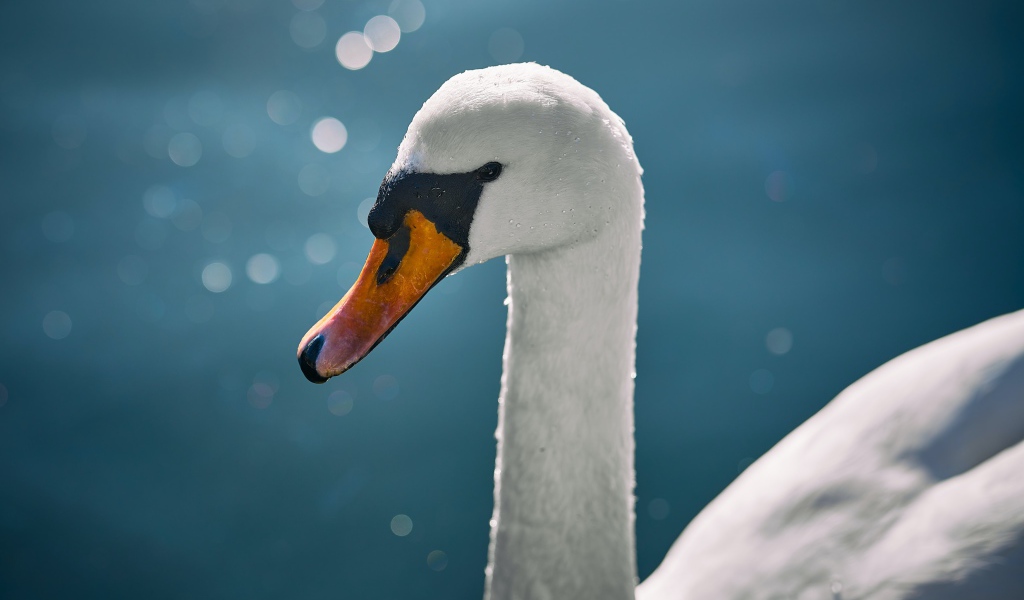 Оранжевый клюв белого лебедя крупным планом