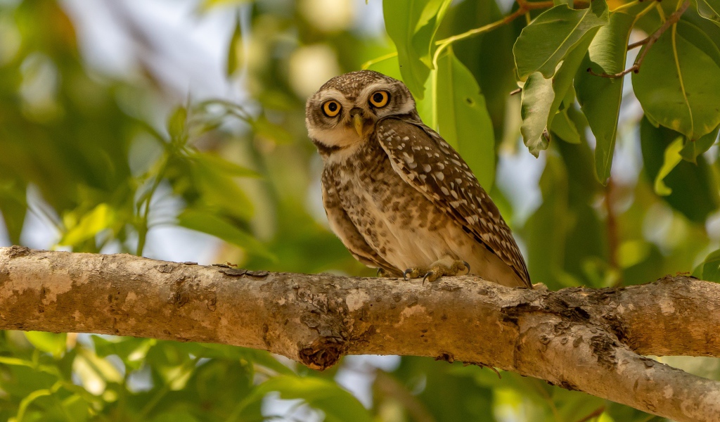 Сова сидит на ветке дерева в зеленых листьях