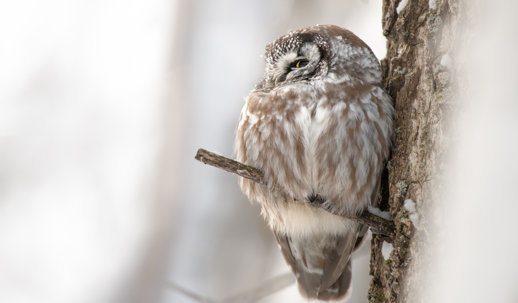Сова спит на ветке дерева 