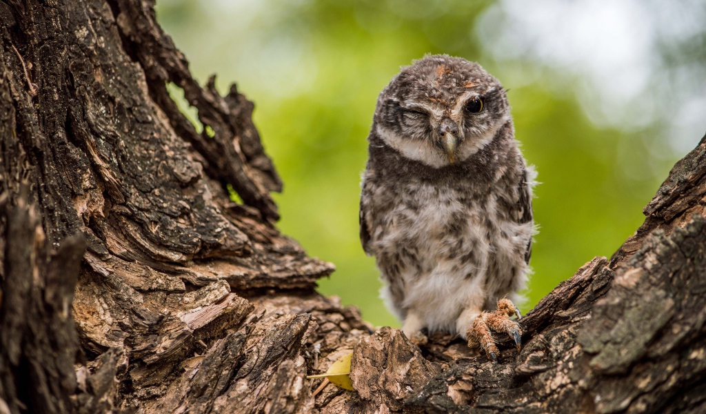 Сова подмигивает на дереве 