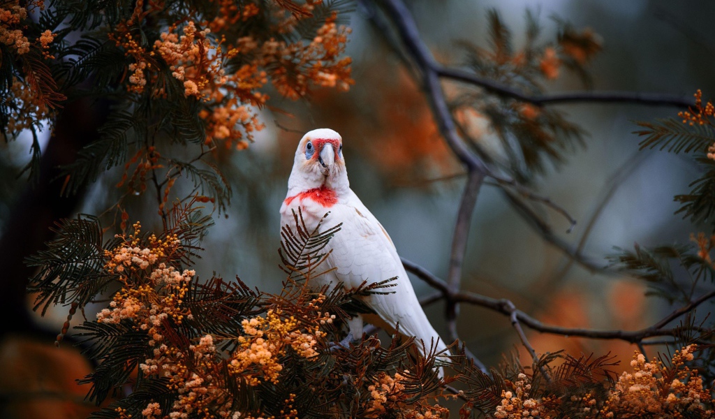 Попугай сидит на ветке туи 
