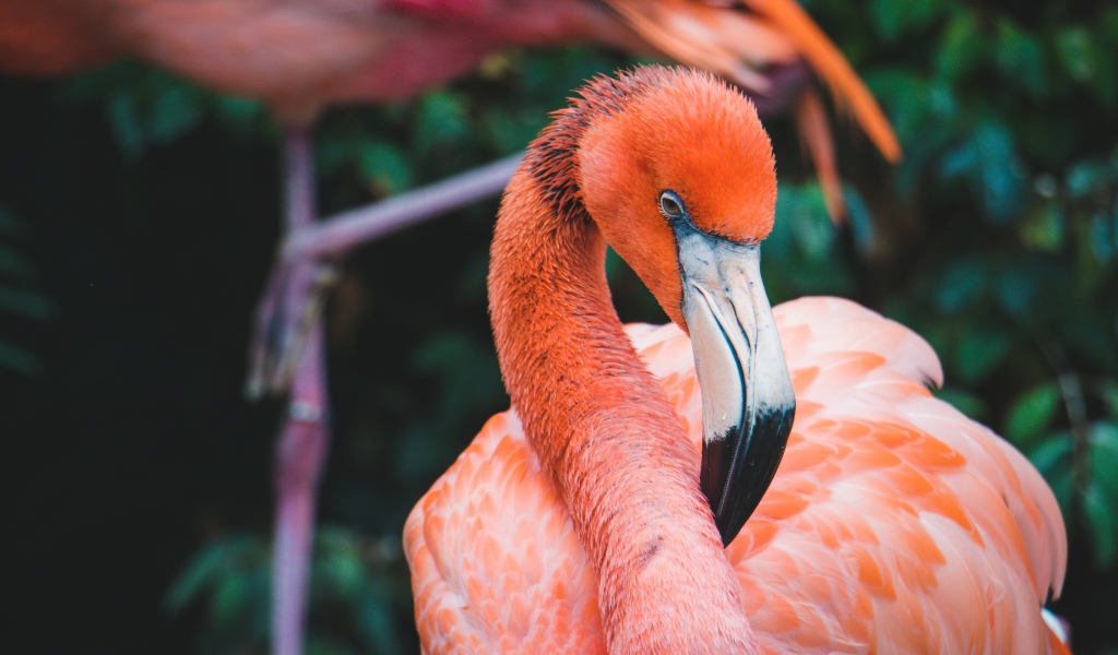 Розовый фламинго с длинным клювом крупным планом