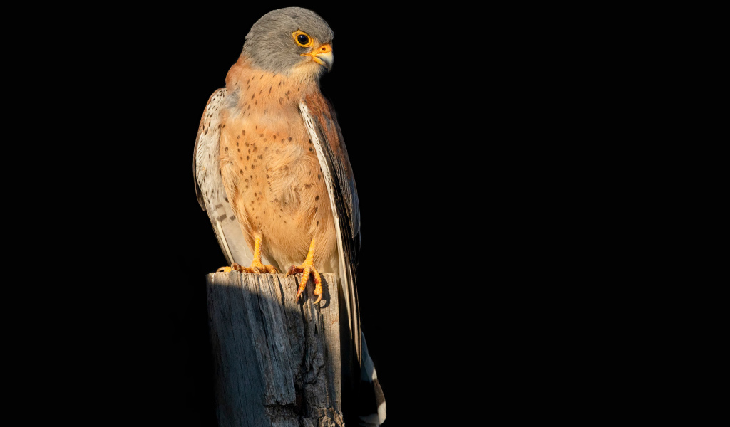Хищный сокол сидит на сухом дереве на черном фоне
