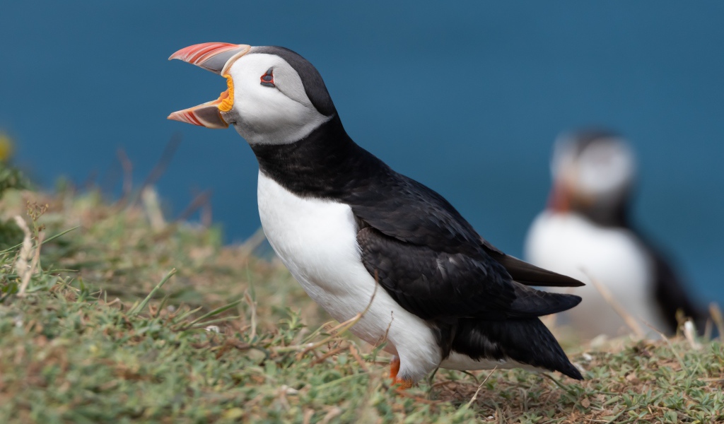 Тупик с открытым клювом на траве