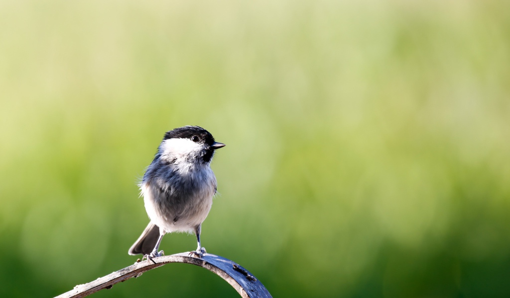 Маленькая птичка крупным планом