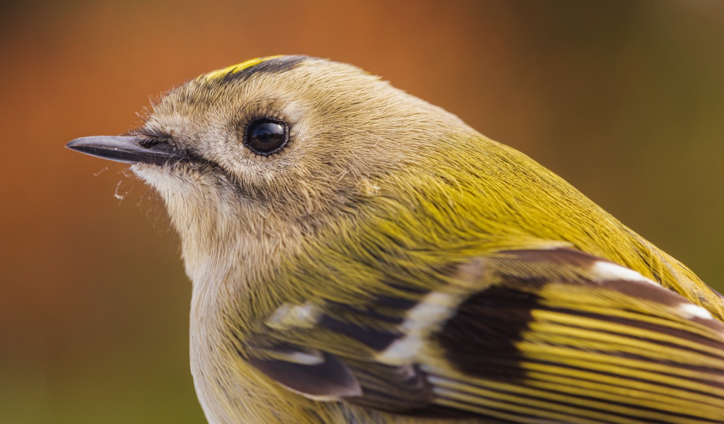 Маленькая птица дрозд крупным планом 