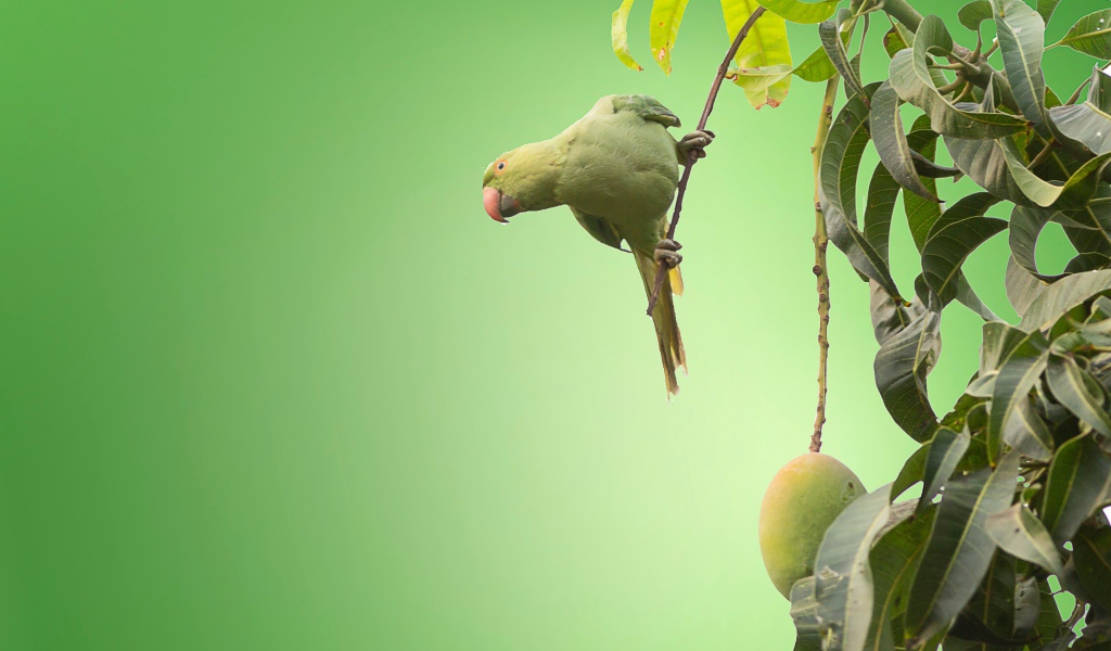 Маленький зеленый попугай сидит на ветке