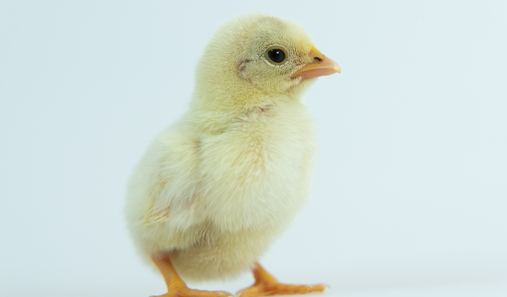 Маленький желтый цыпленок крупным планом