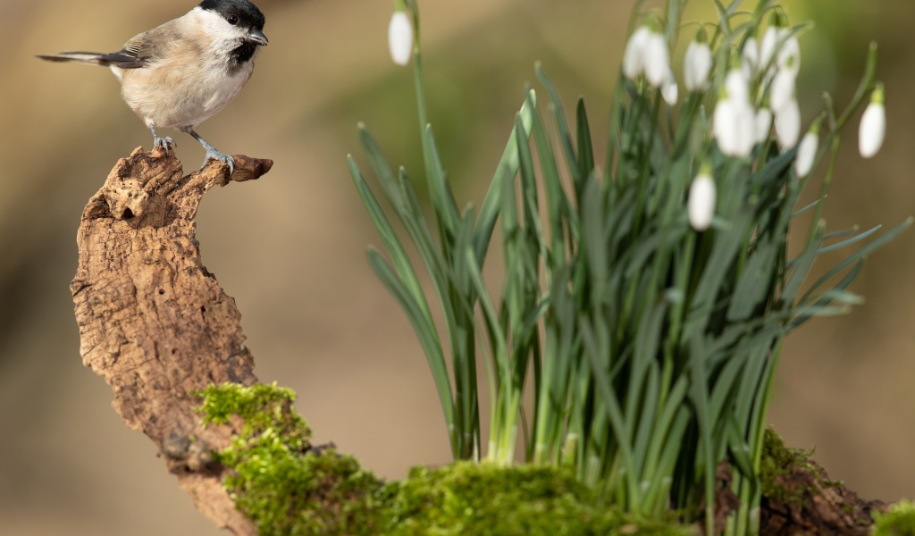 Воробей сидит на коряге у белых подснежников