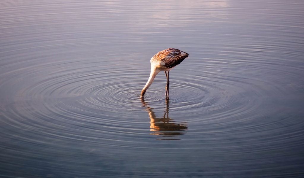 Птица опустила голову в воду озера