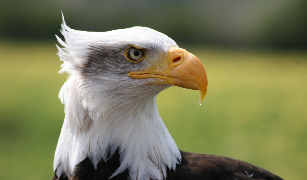 Острый клюв белоголового орлана 