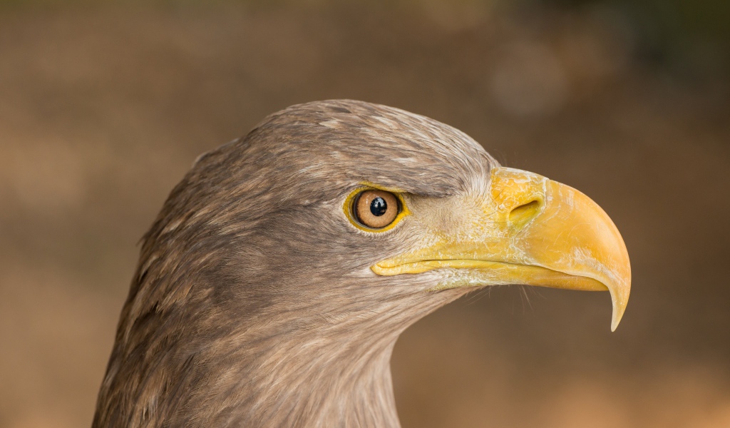 Острый клюв хищной птицы 