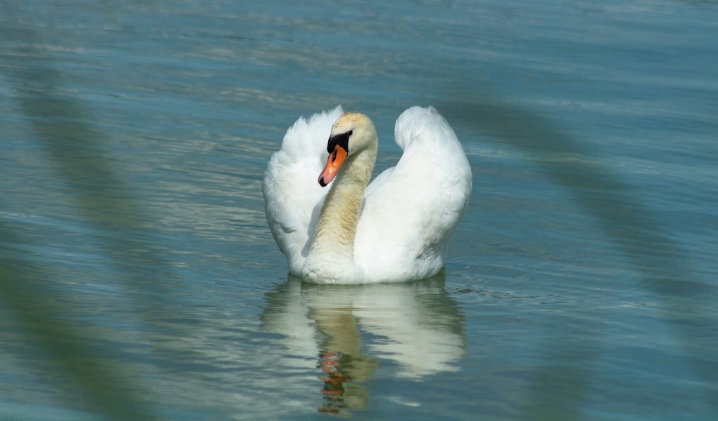 Плавное движение грациозного белого лебедя 