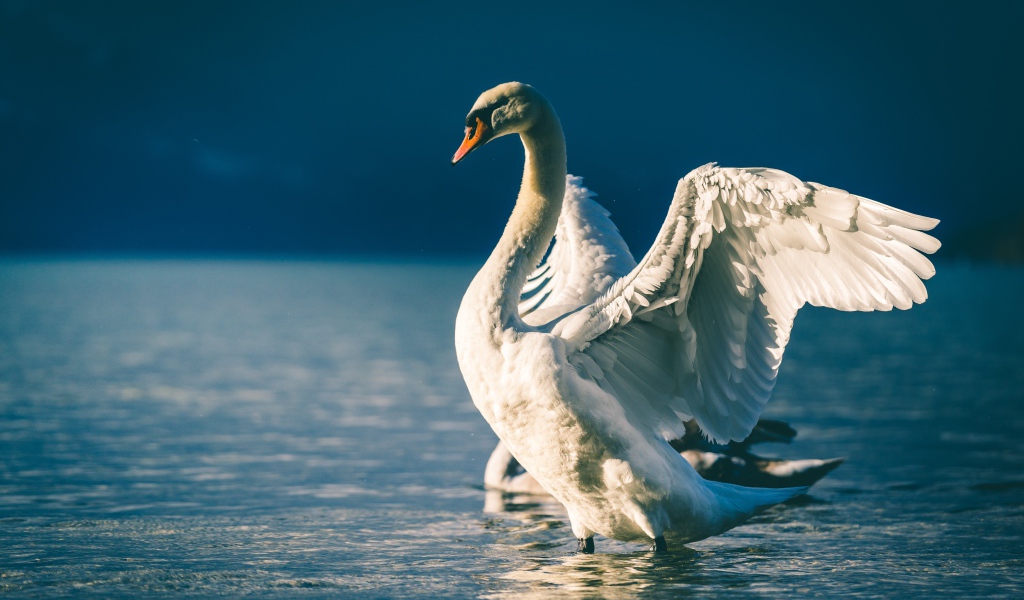 Лебедь расправил крылья в пруду 