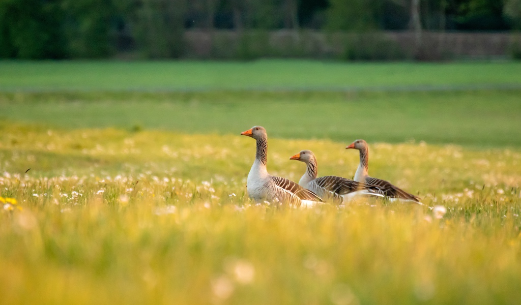 Три гусыни на зеленой траве