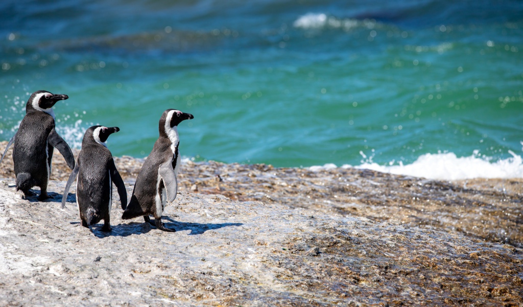 Три маленьких пингвина на камне у воды
