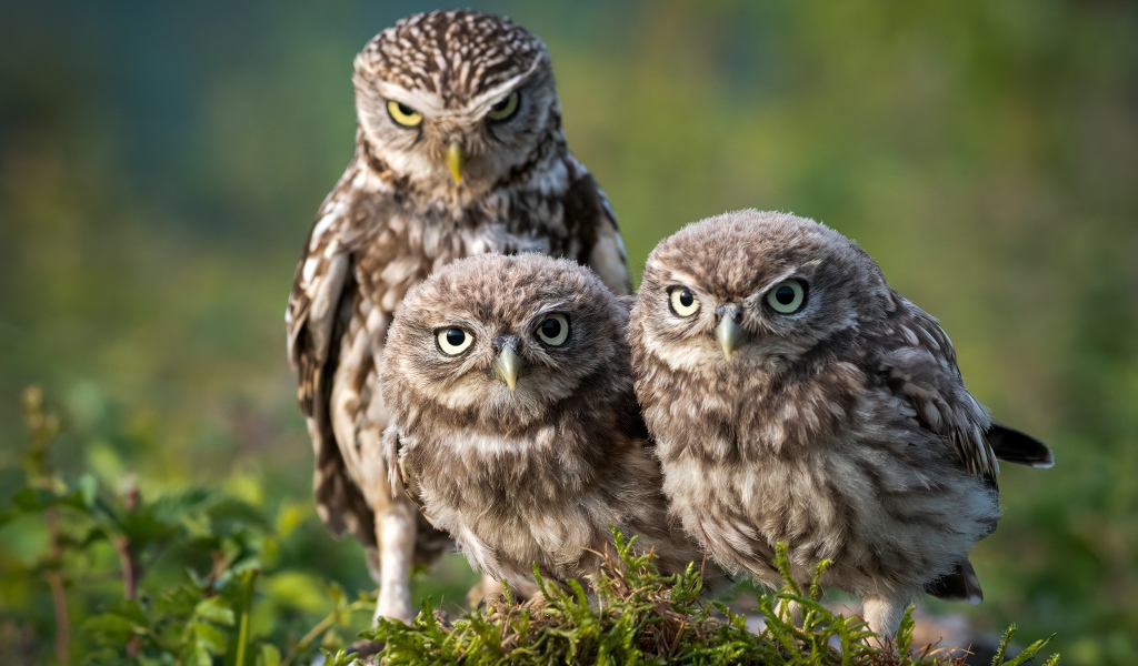 Три совы сидят на зеленой траве