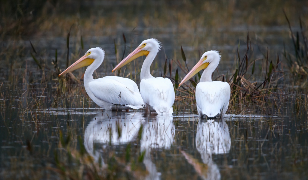 Three white herons hunt in the water